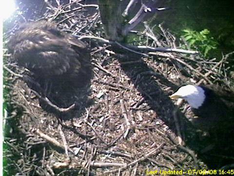 Barton's Cove eaglet