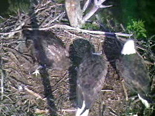 Barton's Cove eaglet
