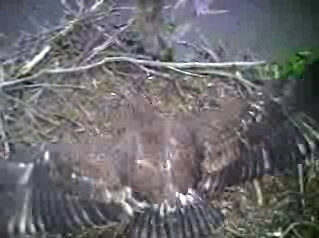 Barton's Cove eaglet