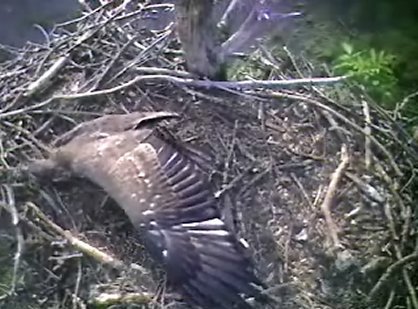 Barton's Cove eaglet