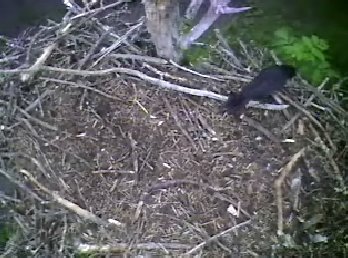 Barton's Cove eaglet
