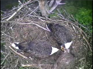 Barton's Cove eaglet