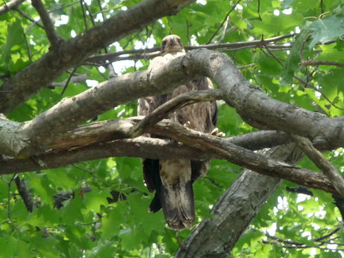 Barton's Cove eaglet