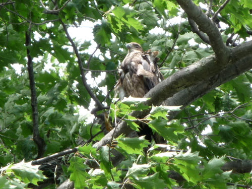 Barton's Cove eaglet