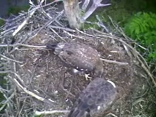 Barton's Cove eaglet