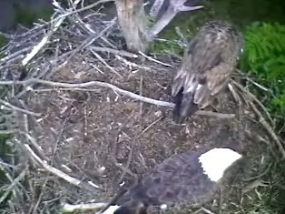 Barton's Cove eaglet