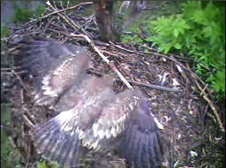 Barton's Cove eaglet