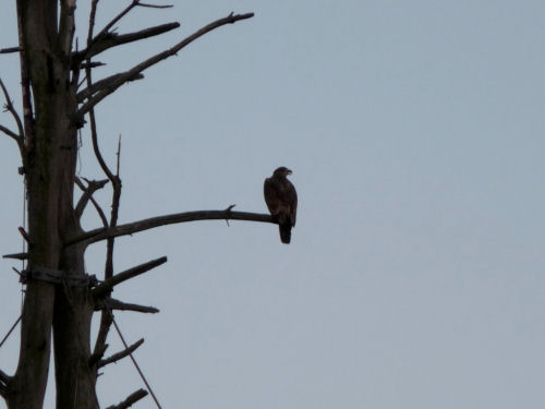 Barton's Cove eaglet