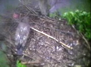 Barton's Cove eaglet