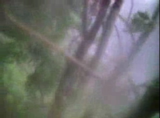 Barton's Cove eaglet