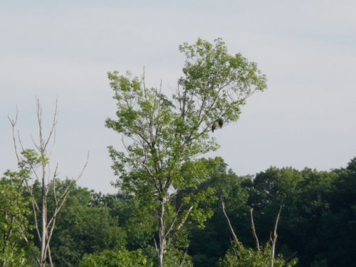 Barton's Cove eaglet