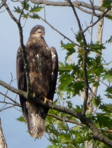 Barton's Cove eaglet