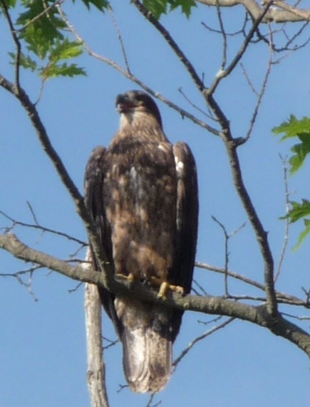 Barton's Cove eaglet