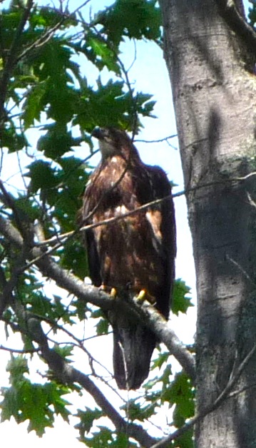Barton's Cove eaglet