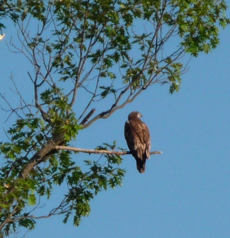 Barton's Cove eaglet
