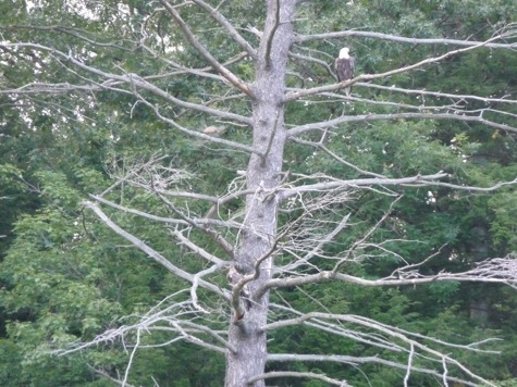 Barton's Cove eagle and fledgling