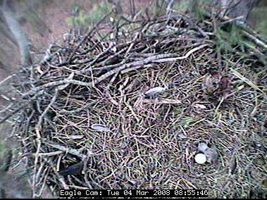 Blackwater eaglet