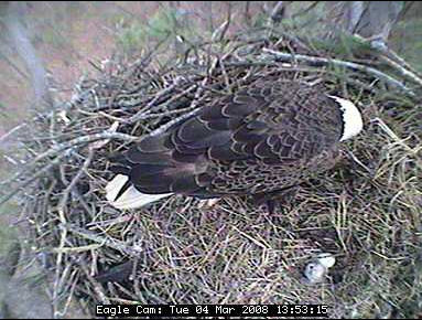 Blackwater eaglet