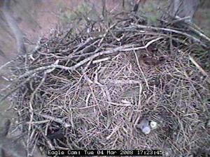 Blackwater eaglet