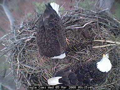 Blackwater eaglets
