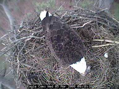 Blackwater eaglets