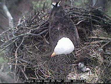 Blackwater eaglets