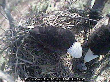 Blackwater eaglets