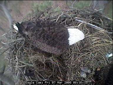 Blackwater eaglets