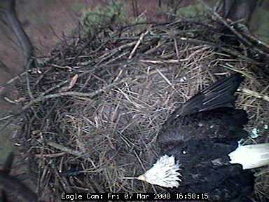 Blackwater eaglets