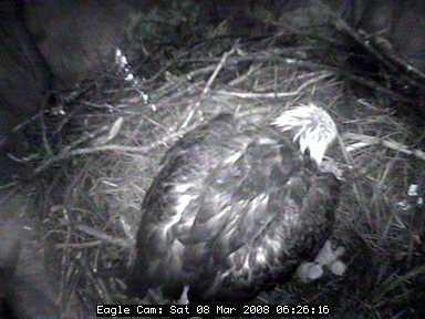 Blackwater eaglets