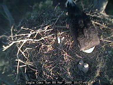 Blackwater eaglets