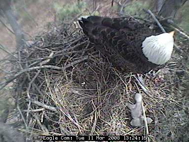 Blackwater eaglets