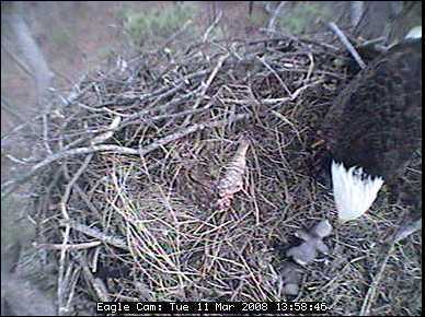 Blackwater eaglets