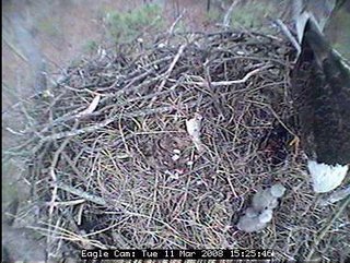 Blackwater eaglets