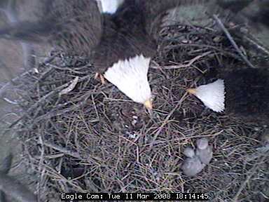 Blackwater eaglets