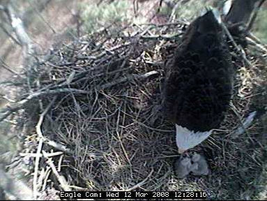 Blackwater eaglets