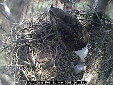 Blackwater eaglets