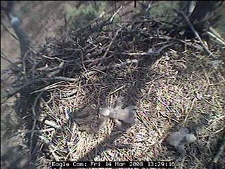 Blackwater eaglets