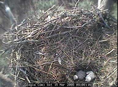 Blackwater eaglets