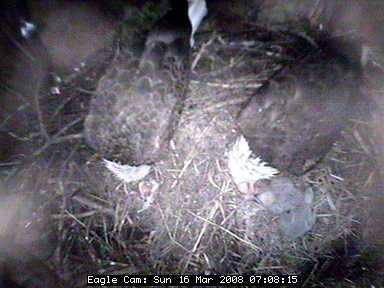 Blackwater eaglets
