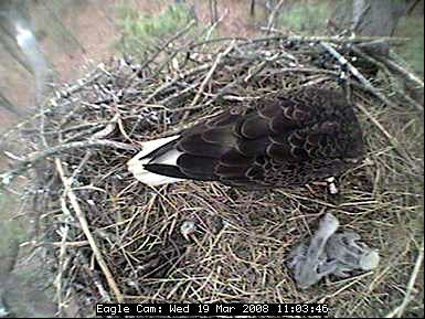 Blackwater eaglets