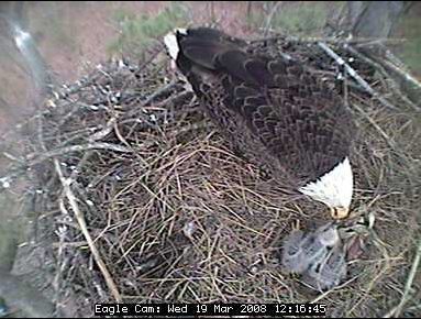 Blackwater eaglets