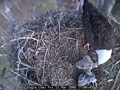 Blackwater eaglets