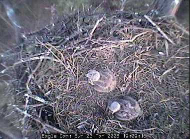 Blackwater eaglets