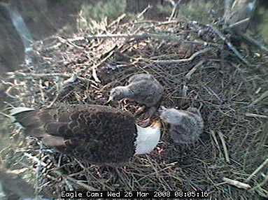 Blackwater eaglets