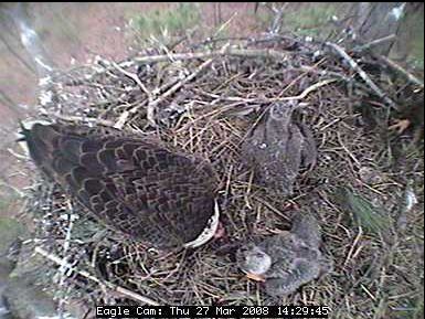 Blackwater eaglets