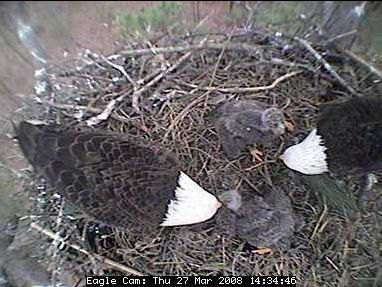 Blackwater eaglets