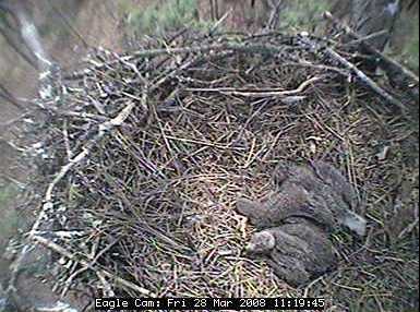 Blackwater eaglets