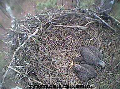 Blackwater eaglets