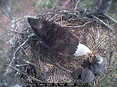 Blackwater eaglets